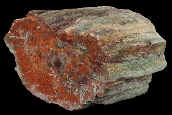 Polished, Petrified Wood (Araucarioxylon) - Arizona #165989